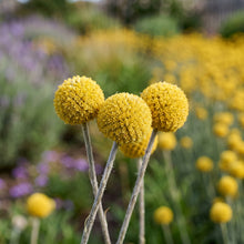 Billy Button Craspedia Globosa Seeds – Yellow Globe Flowering Perennial Seeds