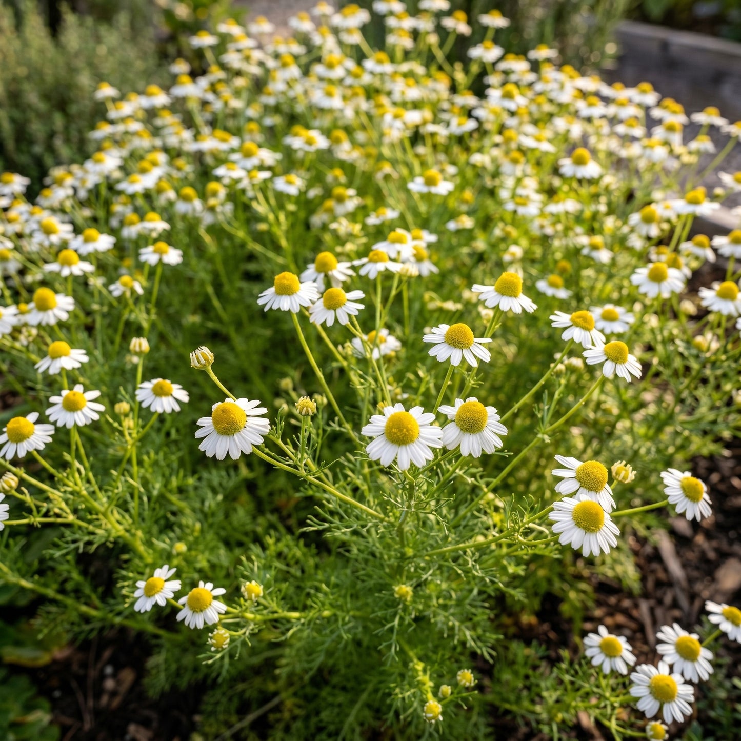 Chamomile Seeds – German & Roman Chamomile Herb Seeds