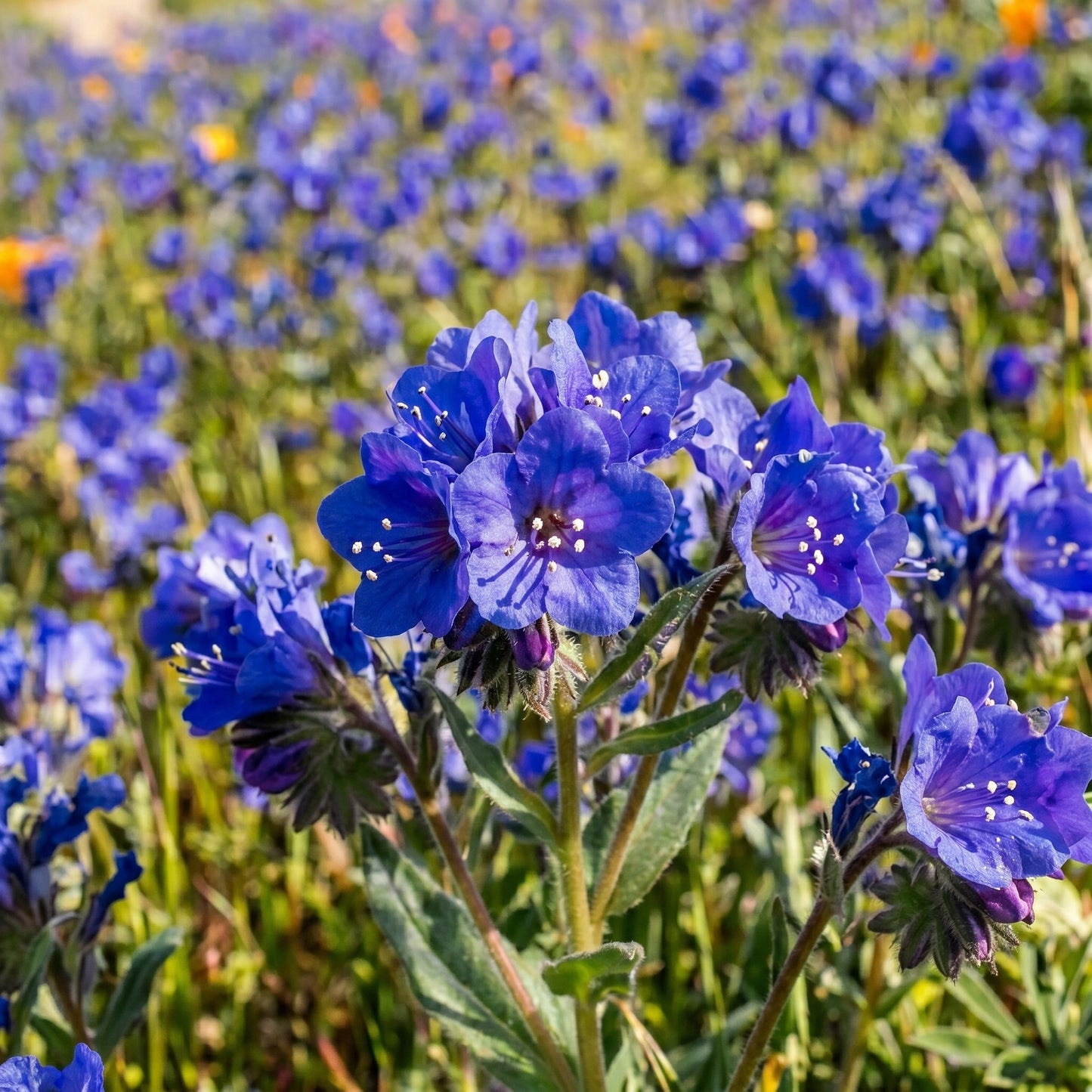 California Bluebells Seeds – Wildflower Garden Plant