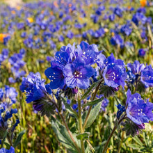 California Bluebells Seeds – Wildflower Garden Plant