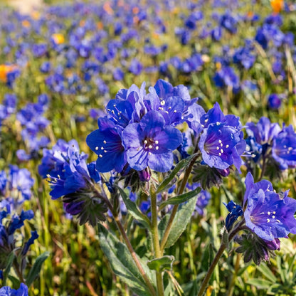 California Bluebells Seeds – Wildflower Garden Plant