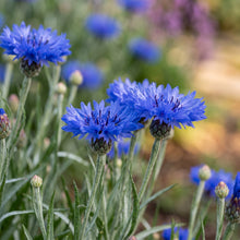 Dwarf Blue Bachelor Button Seeds (Centaurea cyanus) – Cornflower Flower Seeds