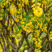 Siberian Pea Shrub Seeds (Caragana arborescens)