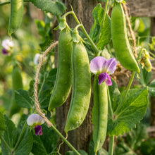 Snap Pea Seeds for Climbing Garden Plants