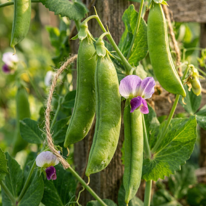 Snap Pea Seeds for Climbing Garden Plants