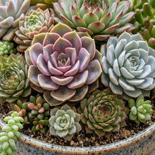 Assorted Succulent Plants