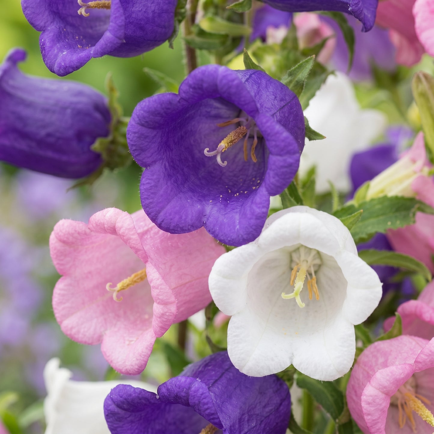 Canterbury Bells Seeds (Campanula medium) – Biennial Flower Seeds for Garden