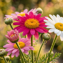 Mixed Pyrethrum Seeds – Multi Color Flower Garden Seeds