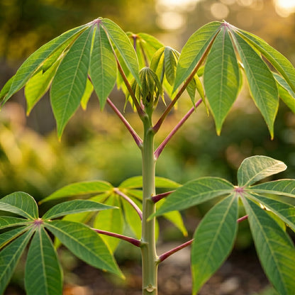Green Kapok Tree Seeds (Ceiba pentandra) – Tropical Shade Tree Plant Seeds