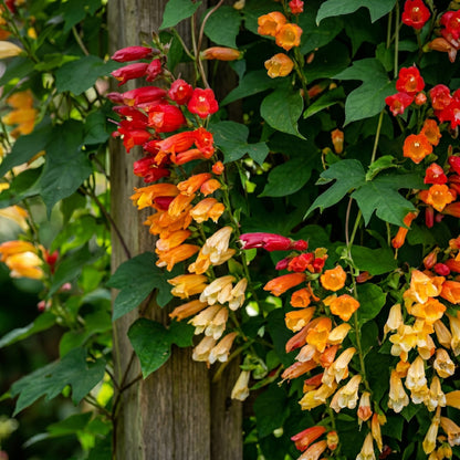 Firecracker Vine Seeds (Mina lobata) – Multicolor Climbing Flower Seeds