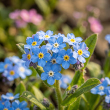Forget Me Not Seeds – Border Flower Plant
