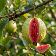 Guava Seeds Fruit Plant for Garden Growing