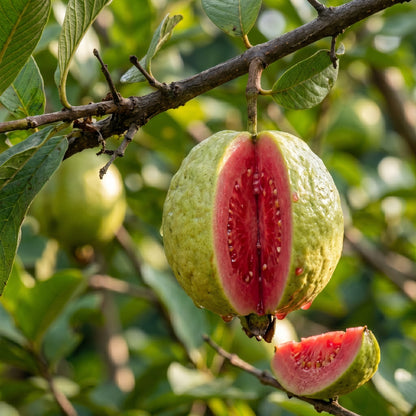 Guava Seeds Fruit Plant for Garden Growing