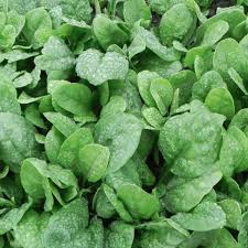 Spinach Medania Vegetable Seeds for Planting
