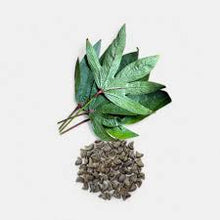 Gongura Seeds for Planting