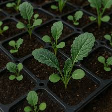 Walking Stick Kale Seeds for Planting