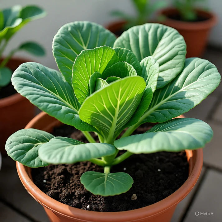 Collard Cabbage Seeds for Planting