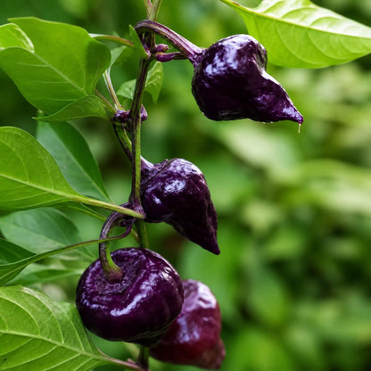 Chilli Pepper Purple UFO Seeds for Planting
