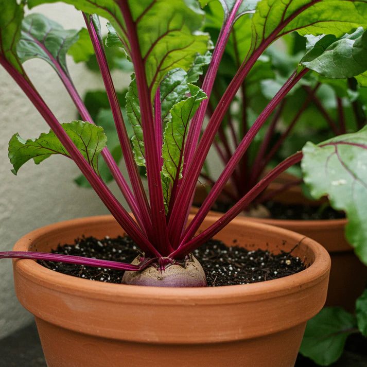 Beetroot Cylindra Seeds for Home Garden Planting