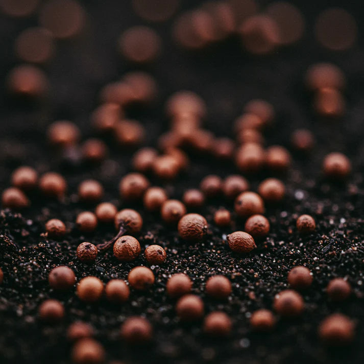 Beetroot Cylindra Seeds for Home Garden Planting