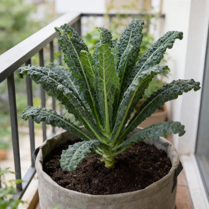 Kale Black Toscana Seeds for Home Garden