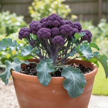Early Purple Broccoli Seeds