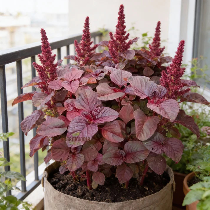 Amaranth Red Garnet Seeds for Home Garden