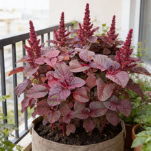 Amaranth Red Garnet Seeds for Home Garden