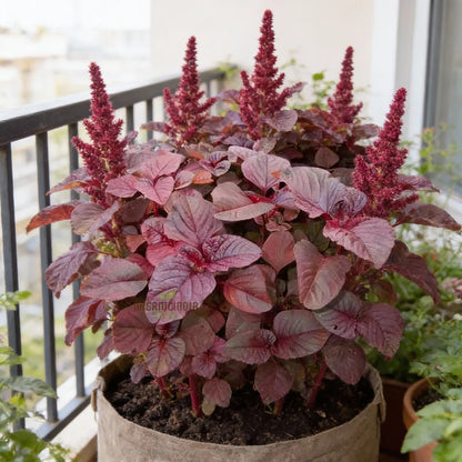 Amaranth Red Garnet Seeds for Home Garden