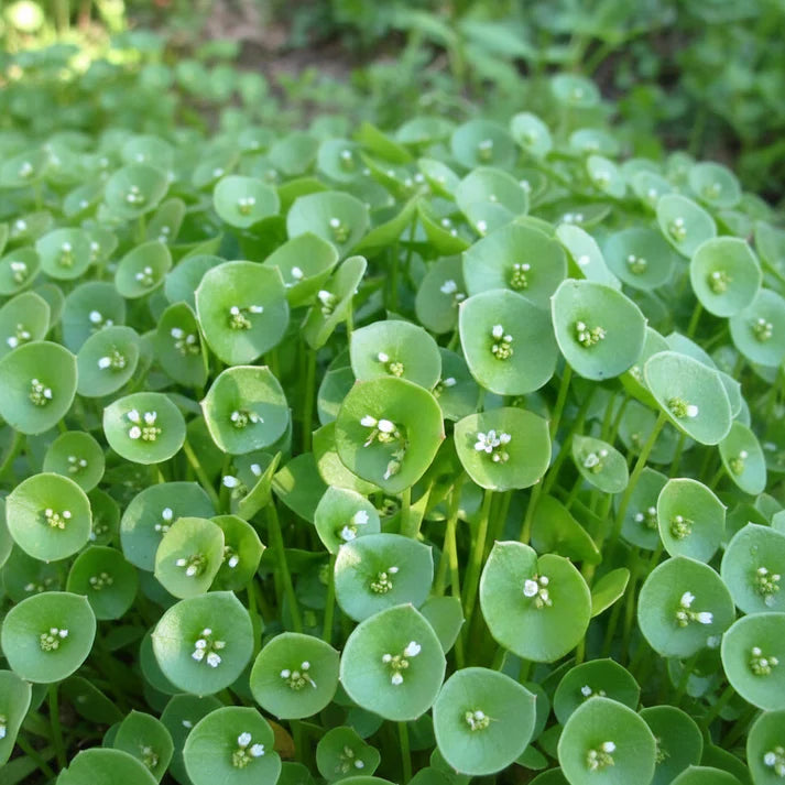 Miner's Lettuce Seeds for Planting