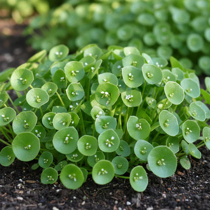 Miner's Lettuce Seeds for Planting