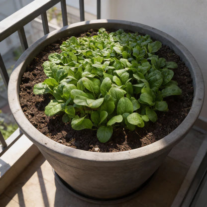 Tasty Mustard Mix Seeds for Home Garden