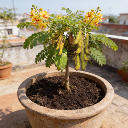 Kaunch Kavach Seeds for Home Garden