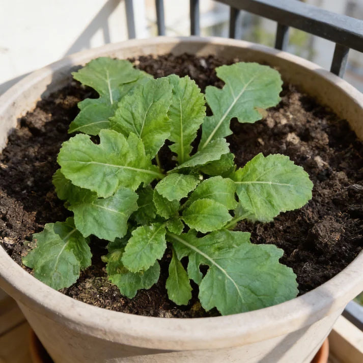 Rocket Wasabi Vegetable Seeds