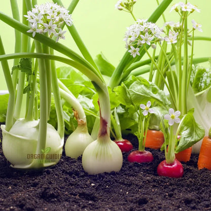 Mini Veg Patch Seeds – Vegetable Seeds for Home Garden