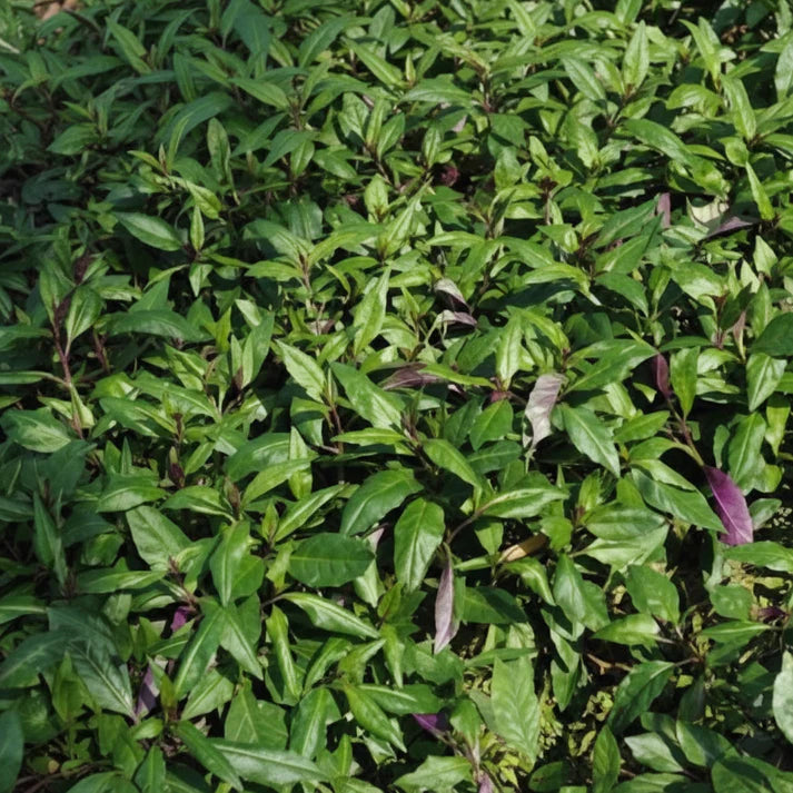 Okinawa Spinach Seeds for Planting