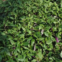 Okinawa Spinach Seeds for Planting
