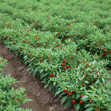 Thai Bird's Eye Chili Pepper Seeds for Planting – Fast-Growing GMO-Free for Outdoor Vegetable Gardens