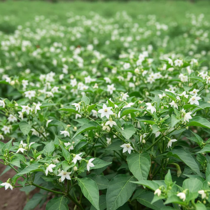 Thai Bird's Eye Chili Pepper Seeds for Planting – Fast-Growing GMO-Free for Outdoor Vegetable Gardens