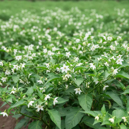 Thai Bird's Eye Chili Pepper Seeds for Planting – Fast-Growing GMO-Free for Outdoor Vegetable Gardens