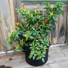 Thai Bird's Eye Chili Pepper Seeds for Planting – Fast-Growing GMO-Free for Outdoor Vegetable Gardens