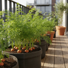 Nelson Hybrid Carrot Seeds – Sweet Crisp Garden Carrots