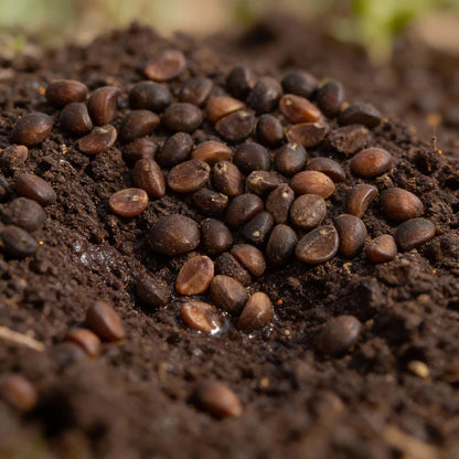 Kalmi Shak Seeds for Planting