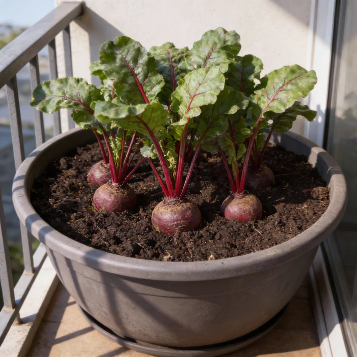 Beetroot Pablo F1 Hybrid Vegetable Seeds for Planting