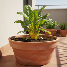 Bright Yellow Swiss Chard Seeds