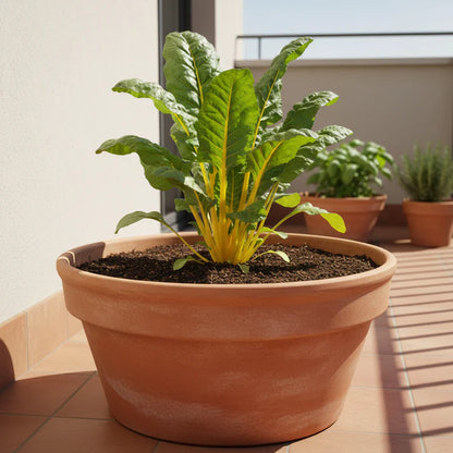 Bright Yellow Swiss Chard Seeds