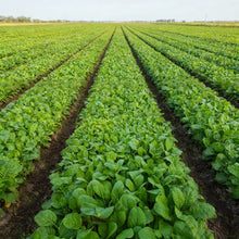 Tasty Mustard Mix Seeds for Home Garden