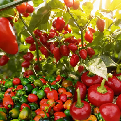 Pepper Akabare Khursani Seeds – Heirloom Chili Variety for Planting