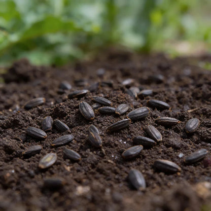 Artichoke Cardoon Seeds for Home Garden Planting