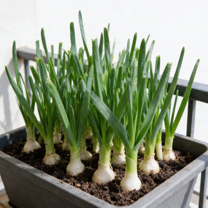 Leek Giant Winter Vegetable Seeds for Home Garden